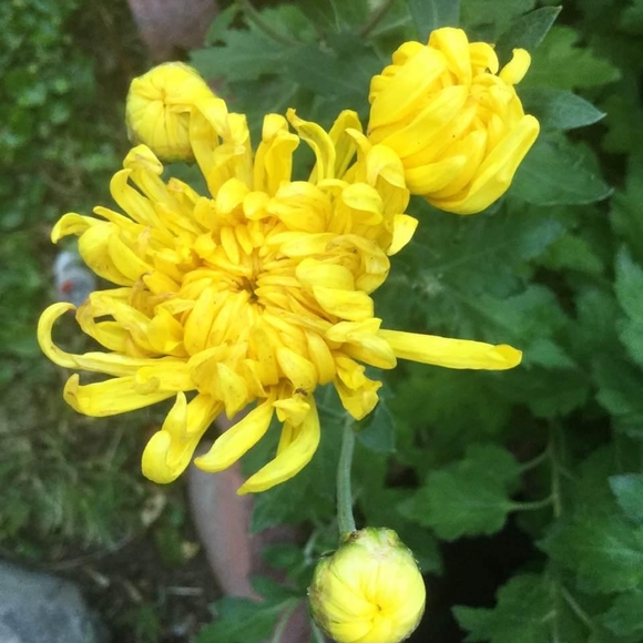 Meet your Posher, Thu - Picture 1 of 1